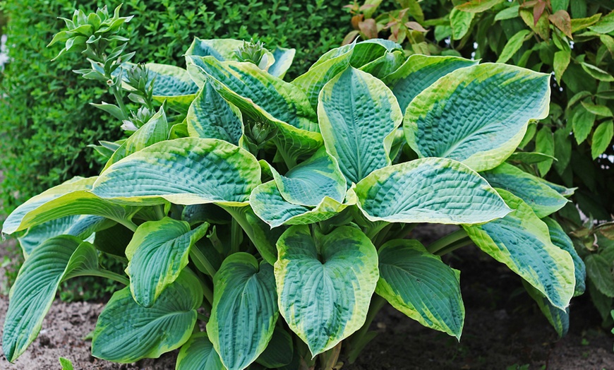 Image 4: Up to Six Hosta Giant Leaved Mix Bare Roots