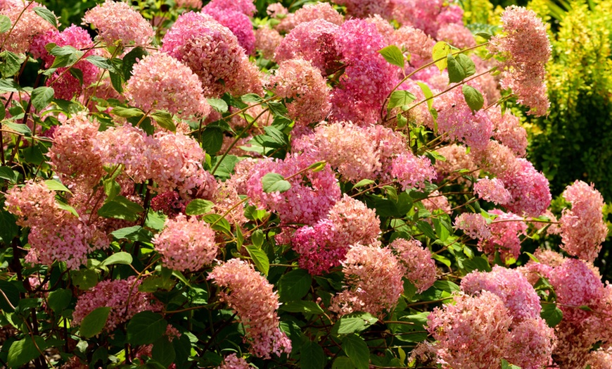 Image 1: Hortensia "Pink Annabelle" 40-50 cm