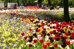 200 Mixed Spring Flowering Bulb Collection - Image 5