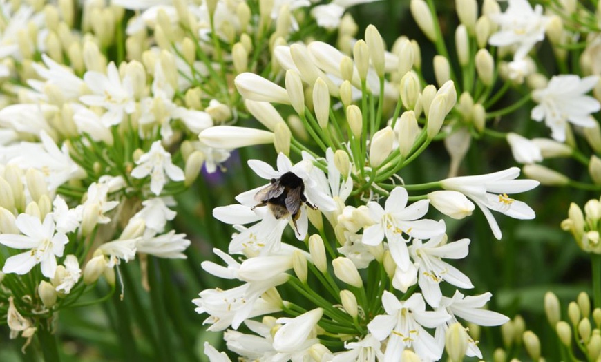 Image 3: Agapanthus Collection - 3 or 6 Potted Plants