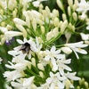 Image 3: Agapanthus Collection - 3 or 6 Potted Plants