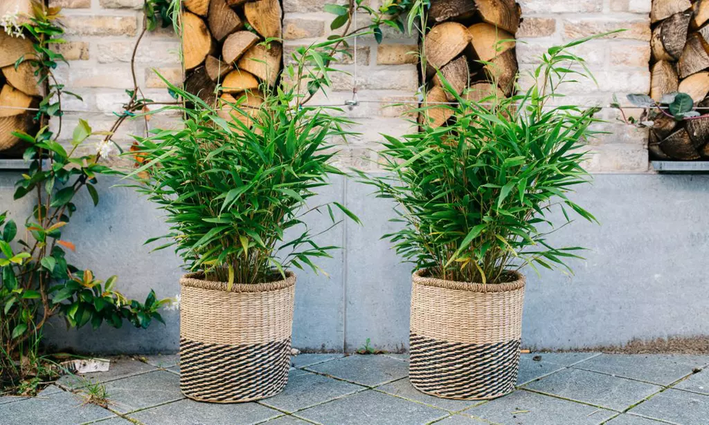 1 ou 2 bambous moyens Fargesia, hauteur de 40-60 cm à la livraison - Primary Image