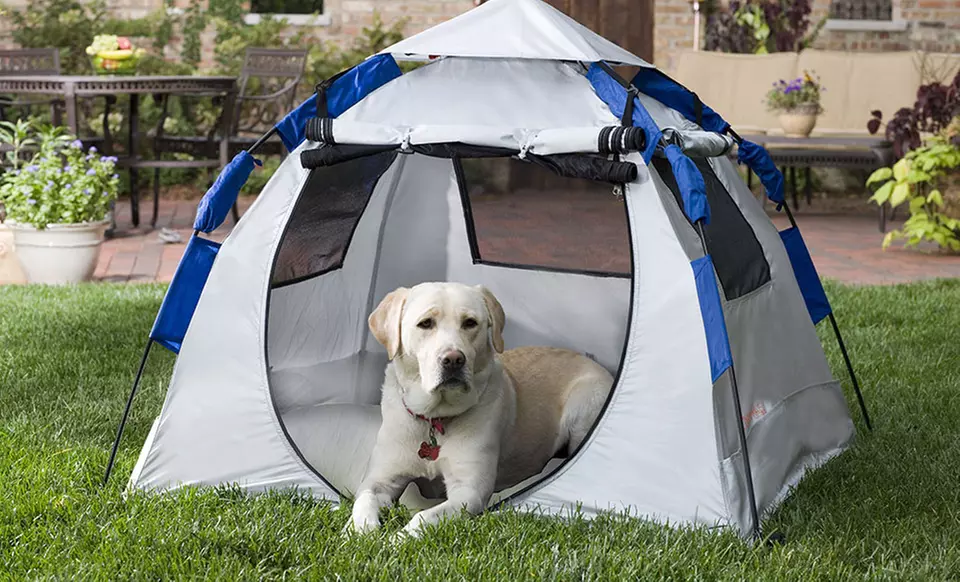 Abo Gear Instant Dog Haus - Second Medium