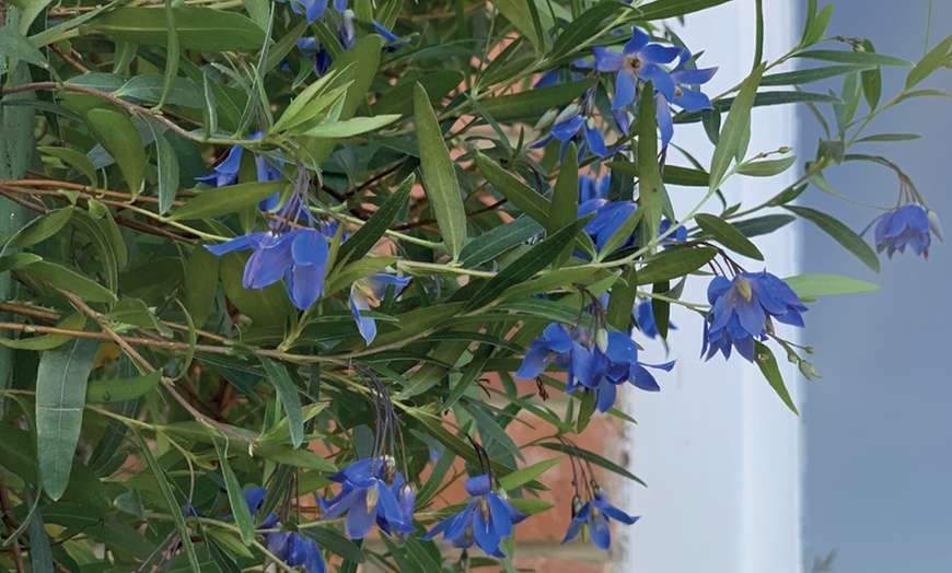 Image 1: Sollya Heterophylla 'Ultra Blue' 9cm Plant