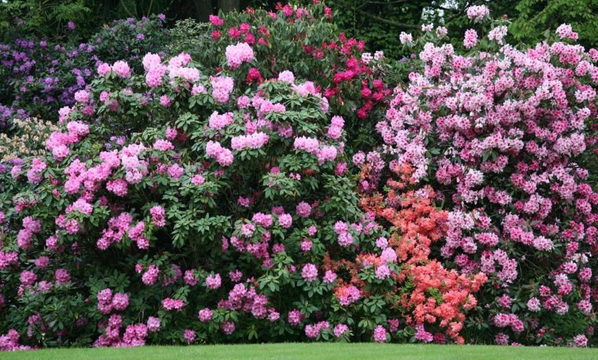 Image 1: Azalea Rainbow Collection Plants