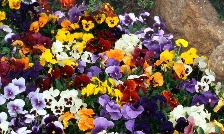 Image 3: 24, 48 or 72 Pansy Universal Super Mix Plants