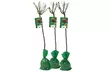 Set de 3 plantas de exterior Rosal XXL - Second Medium