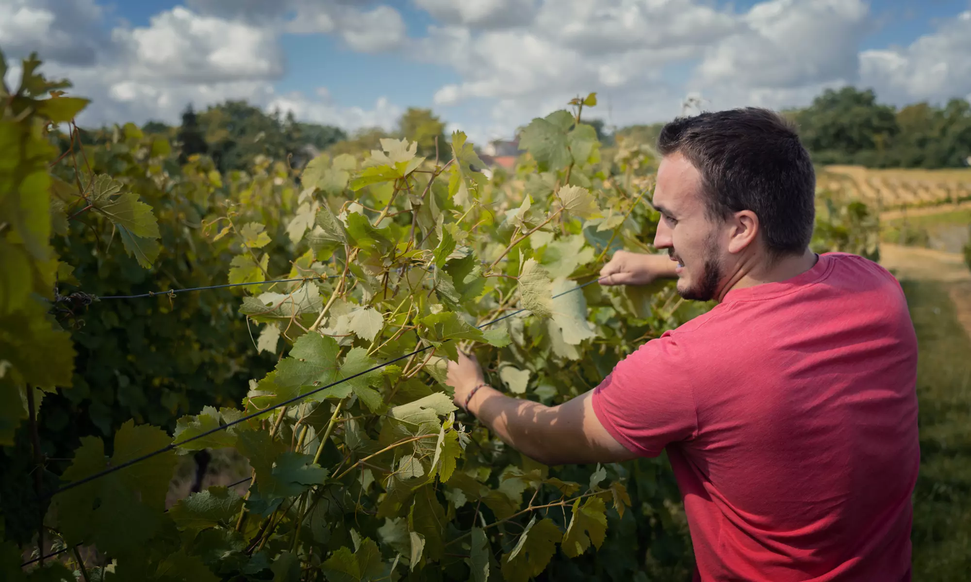 Jusqu'à 42% de remise sur Excursion / Visite - Vin / Vignoble chez Chai Pierre et Bertrand Couly