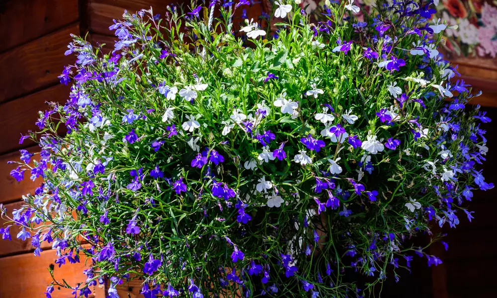 Set of Six Garden-Ready Trailing Lobelia Plants - Primary Image
