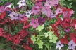 Summer Bedding Plant Collection - 24 or 48 Plants - Image 7