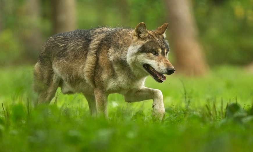 Image 5: Aventurez-vous au cœur de la Grotte de Han et de son Parc Animalier