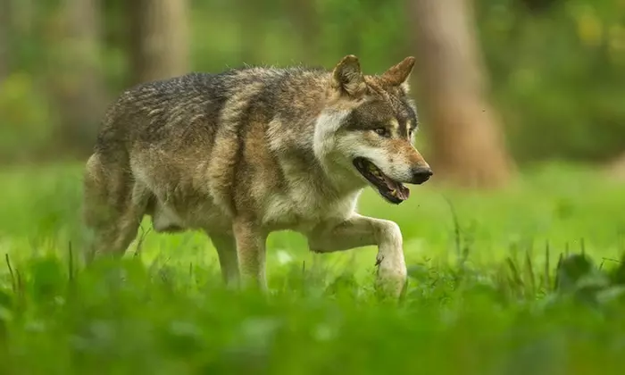 Le Domaine des Grottes de Han. Au centre de la terre, au cœur de la nature sauvage ! (jusqu'à 25% de remise) - Second Medium