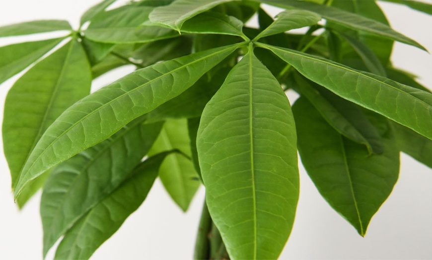 Image 4: Pachira Aquatica Tree with Braided Stem Plants