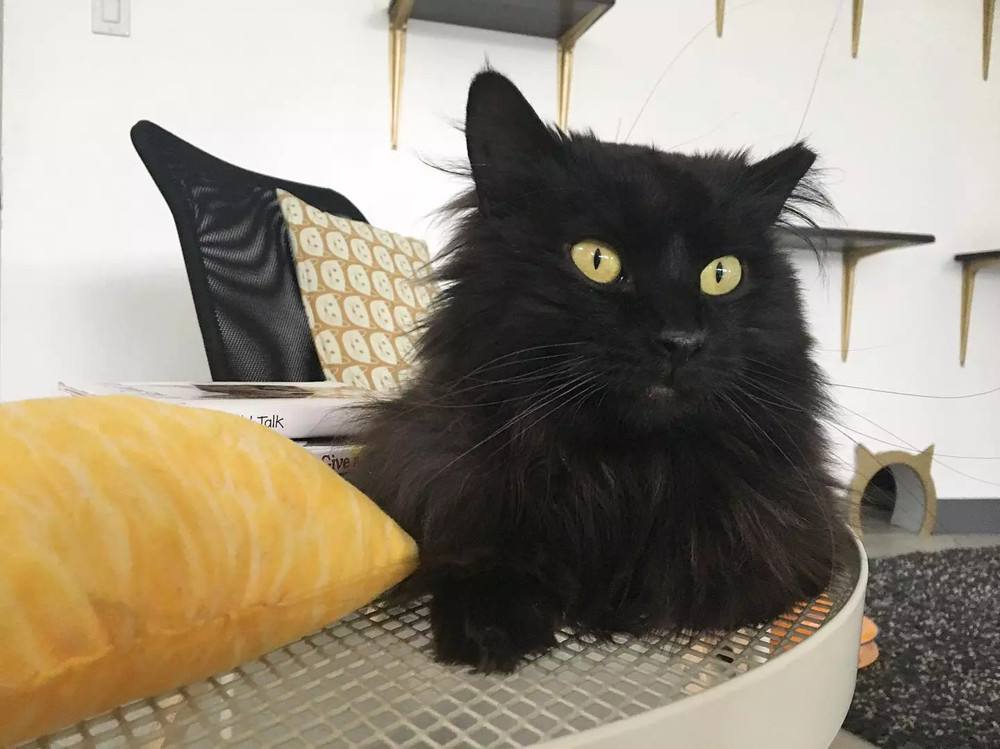 Cat lounge visit or Crochet with Cats Class for One or Two at Tinker's Cat Cafe (Up to 38% Off) - Second Medium