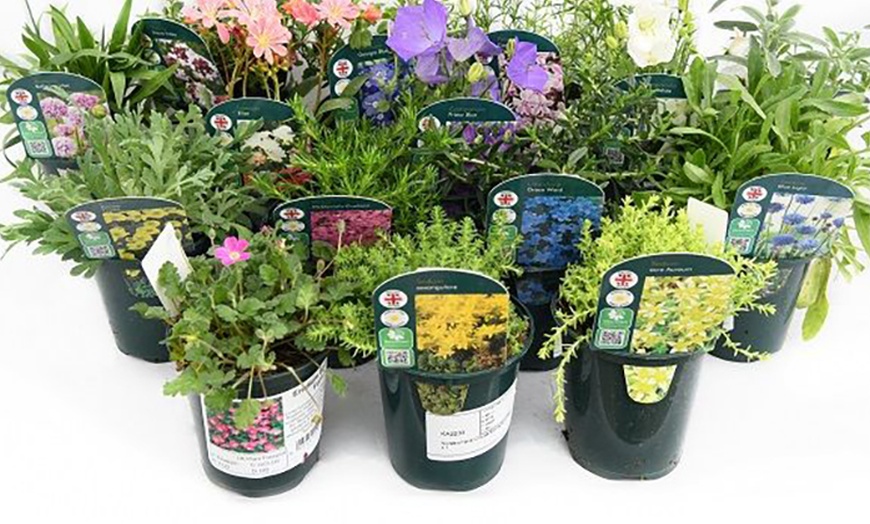 Image 19: Mixed Seasonal Alpine/rockery Plants - Potted or Plug Plants