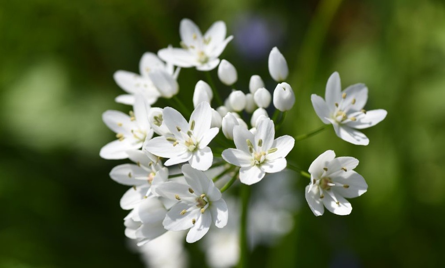 Image 3: Mixed Allium Collection - 105 or 210 Bulbs