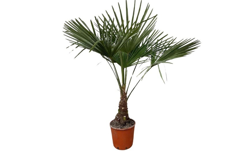 Image 2: 1x oder 2x Chinesische Hanfpalme 