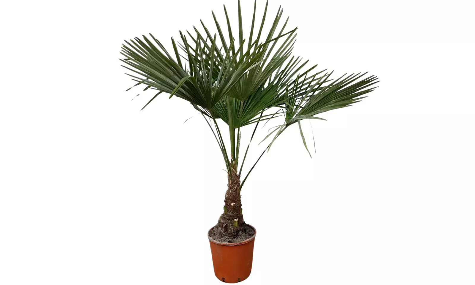 Planta de Trachycarpus Fortunei en maceta, de Gardenzo