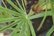 Dwarf Fan Palm 'Chamaerops Humilis Vulcano' - 1 or 2 Potted Plants - Image 5