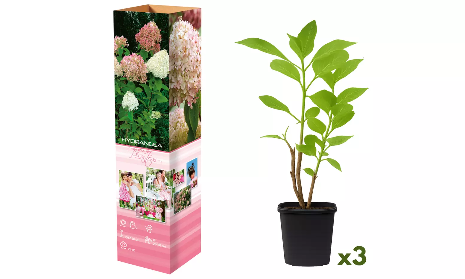 Plants d'hortensias colorés