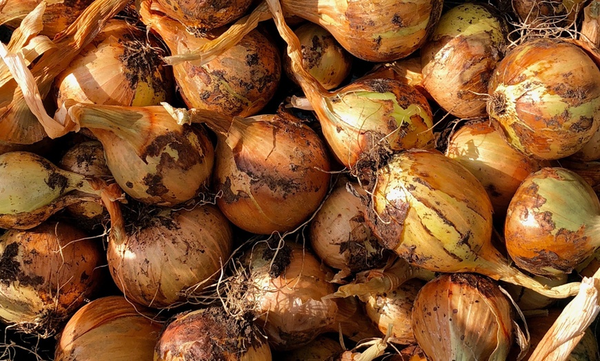 Image 1: Onion and Garlic Bulb Collection