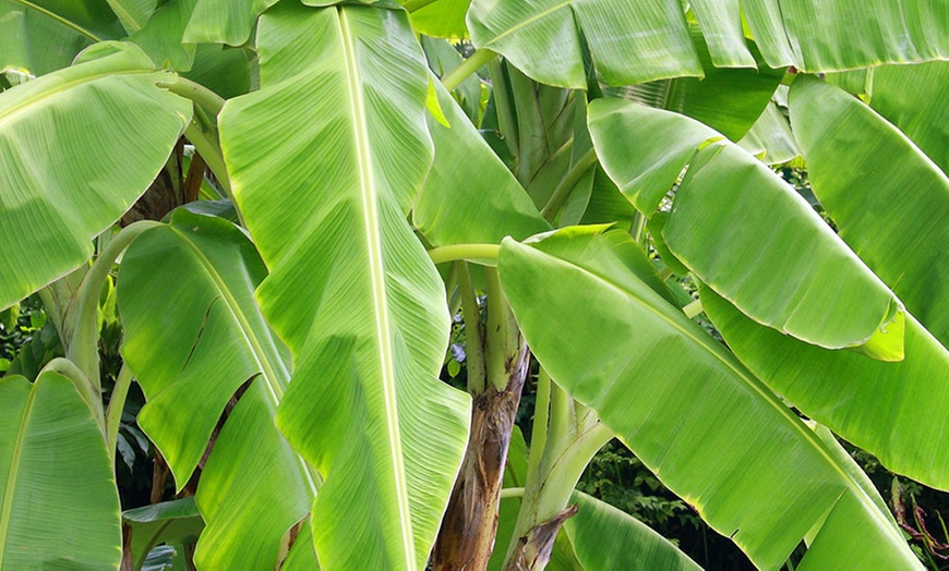 Image 3: Japanse Hardy Banana or Abyssinian Banana Plant in 12cm Pot
