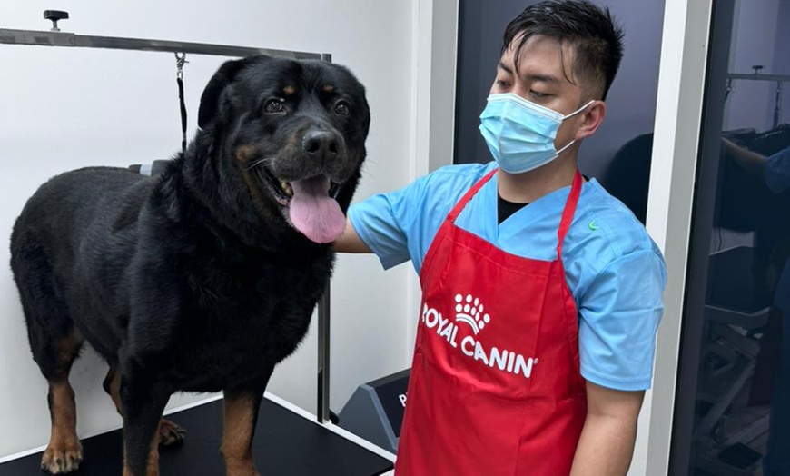 Image 8: Grooming for Cats or Dogs at The Ark Animal Clinic