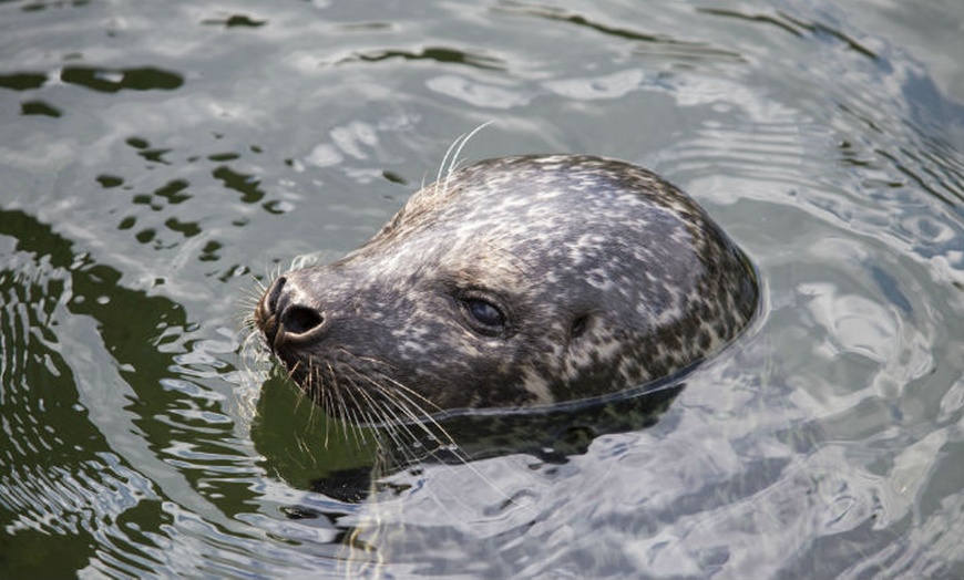 Image 5: Jaarabonnement Dolfinarium