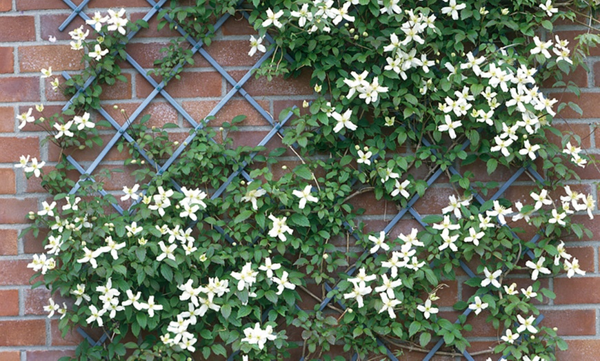 Image 9:  Clematis Montana