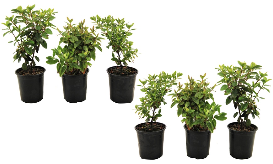 Image 4: Set de plantas de Azalea Enana