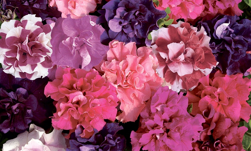 Image 2: Petunia Bolero Plants