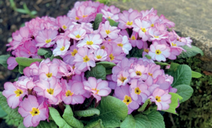 Image 4: 24 or 48 Primrose Alaska Appleblossom Plants