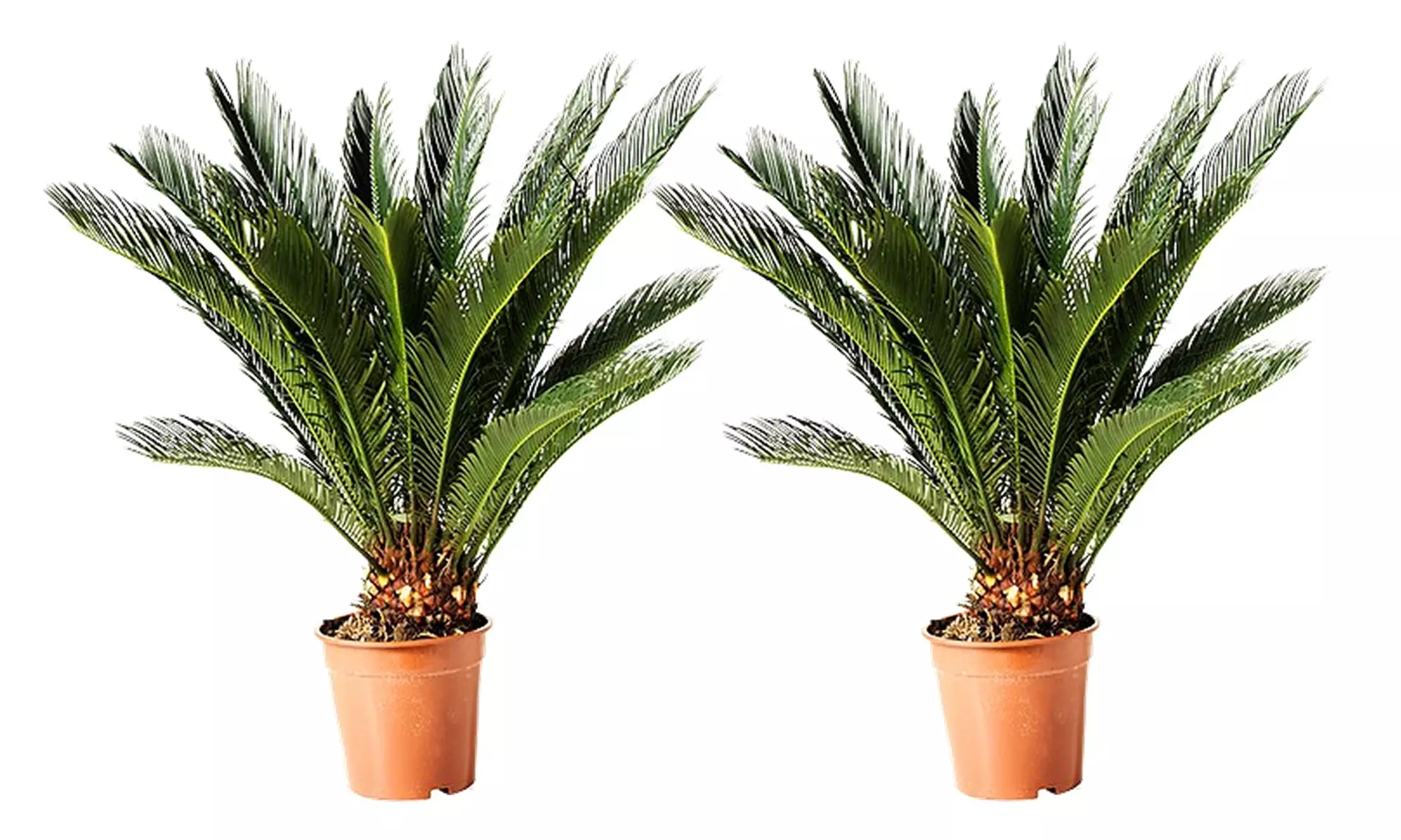 2x Japanischer Palmfarn (Cyca Revoluta)