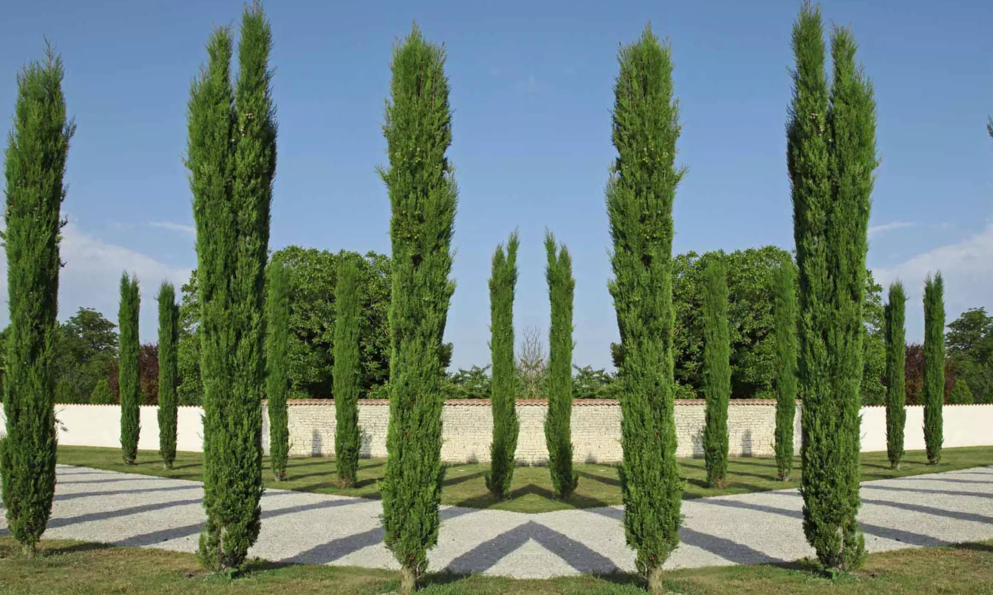 Lot de 3, 4 ou 6 Cyprès Totems - Primary Image