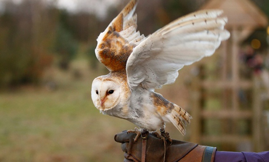 Image 1: Soar to New Heights with Falconry Adventures!