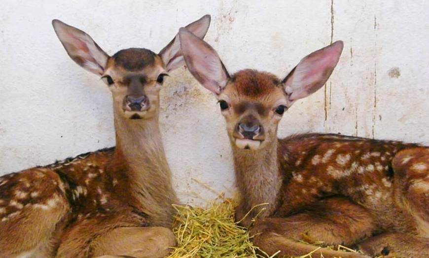 Image 2: Hasta 56% de dto. en CENTRO ANDALUZ DE LA FAUNA SALVAJE