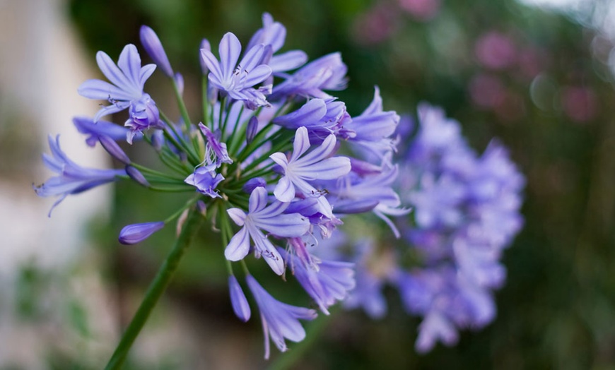 Image 3: Agapanthus Blue and White Collection - 6 or 12 Plants