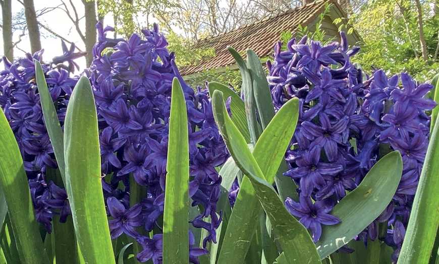 Image 2: 8, 16 or 32 Hyacinth 'Rhapsody in Blue' Hardy Bulbs