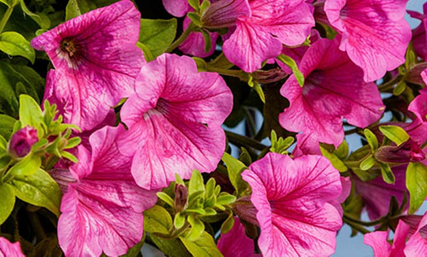 Image 3: YouGarden 12 or 18 Packs of Surfinia Petunia Plug Plant Collections
