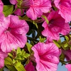 Image 3: YouGarden 12 or 18 Packs of Surfinia Petunia Plug Plant Collections