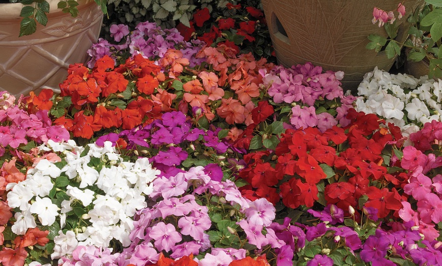 Image 2: 170 Busy Lizzie or Geraniums
