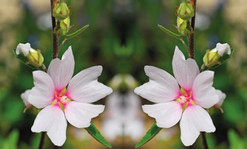 Image 2: Lavatera Barnsley Baby Plant