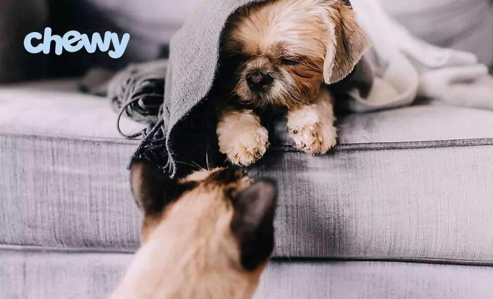 $15 Off Your First Chewy Purchase of $49+ Plus Free Shipping - Second Medium