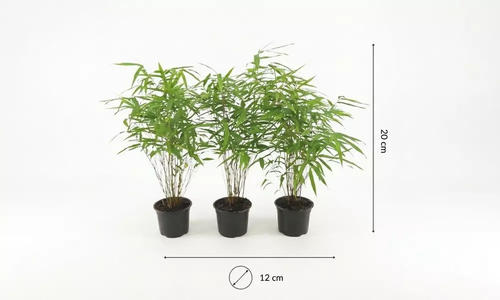 3er- oder 6er-Set Schirmbambus