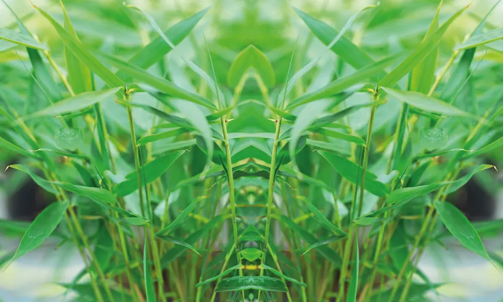 One, Two or Three Bamboo Red Fountain Plants - Image 3