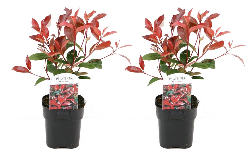 Image 7: Photinia-plant 'Red Robin'