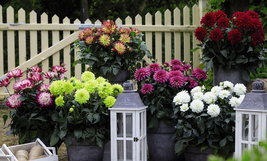 Image 6: Six 9cm Pots of Dahlia Maggiore Collection