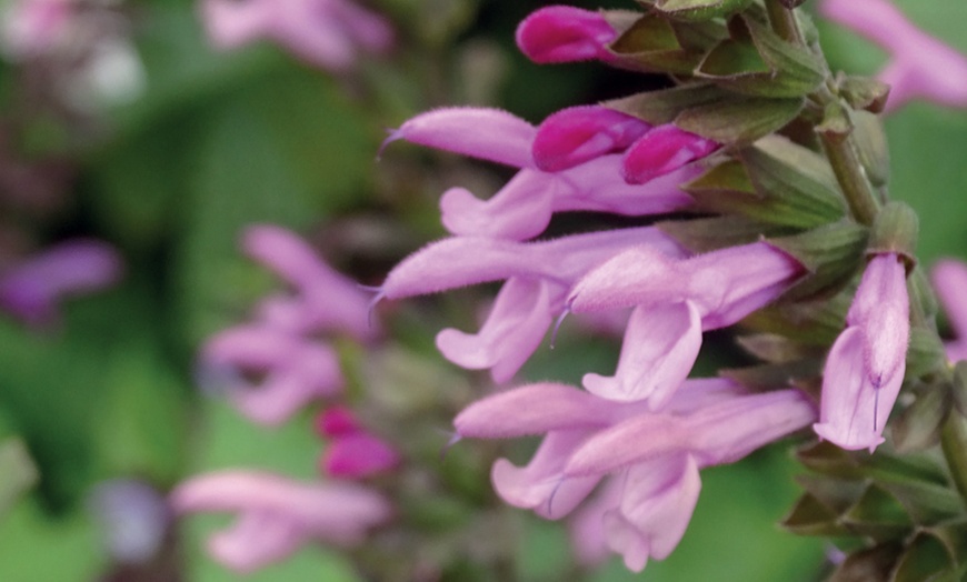 Image 2: One or Three Salvia Amistad Pink Hardy Perennial Plants