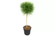 Planta de Pinus Summer Breeze, con maceta incluida - Second Medium