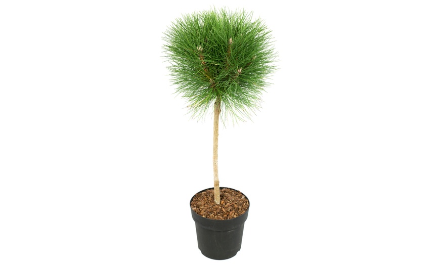 Image 2: Plante de pin "Pinus Summer Breeze"